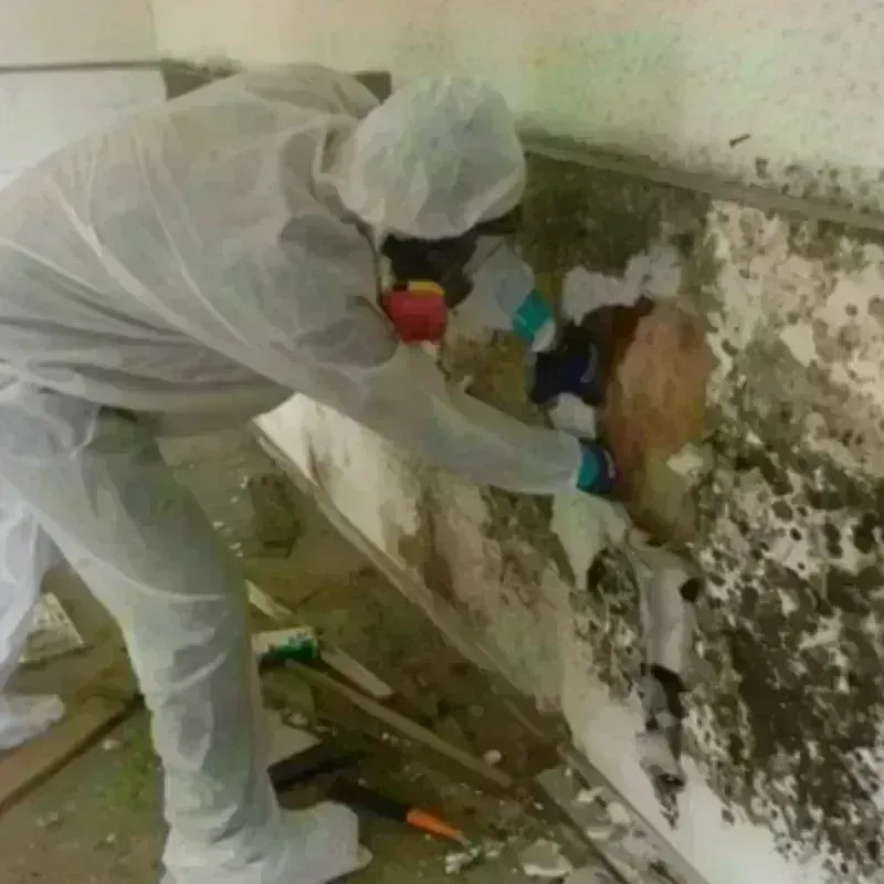 Mold Remediation and Removal in Bradford, OH